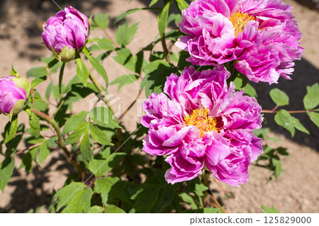 牡丹花鐮田錦 125829000