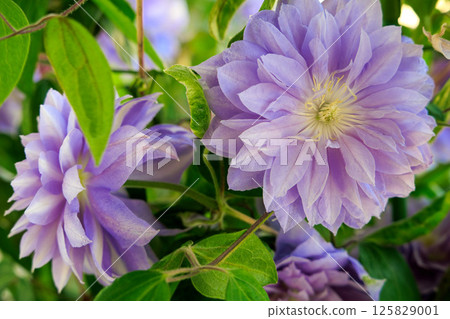 盛開的鐵線蓮：行走的鐘聲 125829001