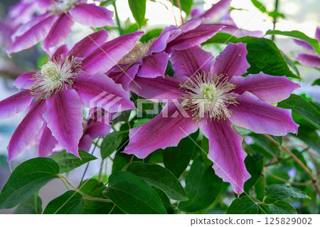 盛開的鐵線蓮 - Dr. Rappel 125829002