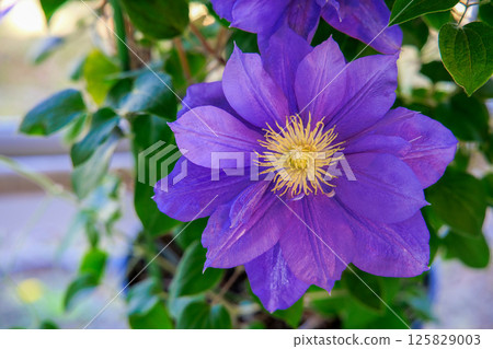 盛開的鐵線蓮－伍斯特之美 125829003