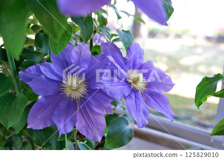 盛開的鐵線蓮－伍斯特之美 125829010