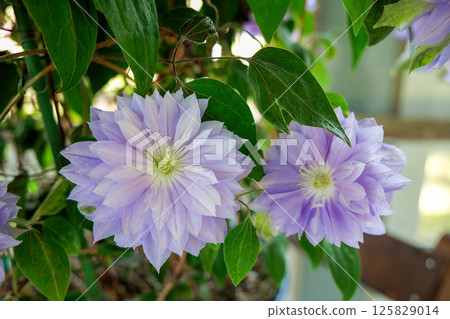 Clematis in full bloom: Bell of Walking Clematis in full bloom: Bell of Walking 125829014