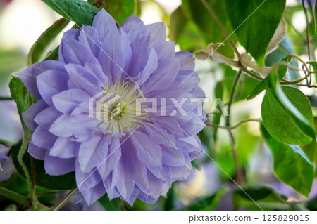 盛開的鐵線蓮：行走的鐘聲 125829015