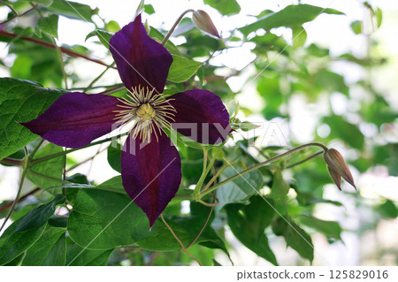 盛開的鐵線蓮 125829016