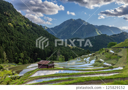 初夏丸山千 125829152