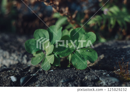 帶有圓形水滴的三葉草 125829232