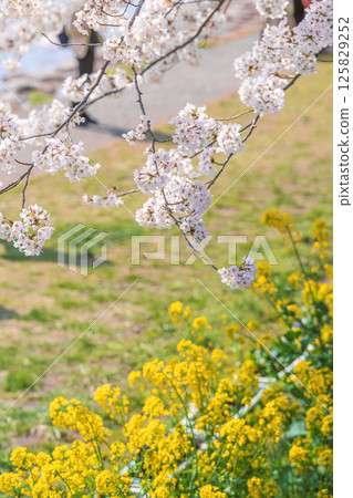 Spring duet: cherry blossoms and rape blossoms in full bloom Spring duet: cherry blossoms and rape blossoms in full bloom 125829252