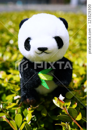 熊貓的毛絨動物 熊貓的毛絨動物 125829300