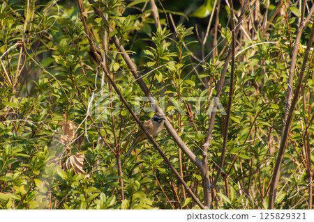 Stick to the branches 125829321