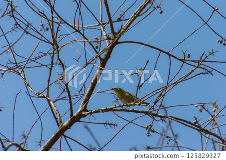 Birds to eat nuts 125829327