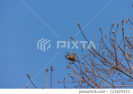 Birds to eat nuts Birds to eat nuts 125829331