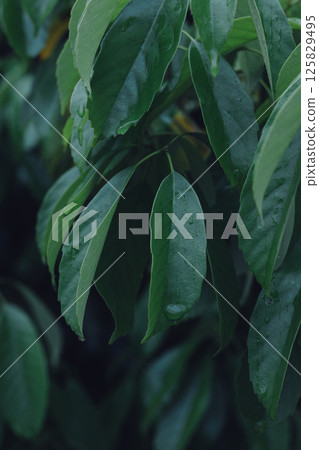 雨後，綠葉滴著水 125829495