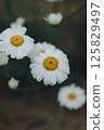 除蟲菊花特寫 125829497