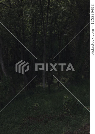 Dark forest Dark forest 125829498