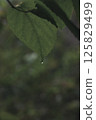 綠葉上滴著水 125829499