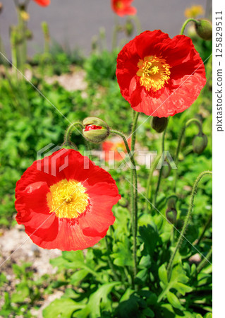 冰島罌粟香檳氣泡酒 冰島罌粟香檳氣泡酒 125829511