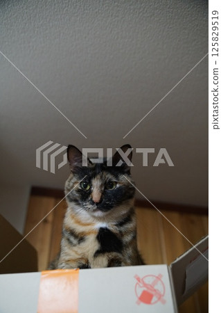 貓 貓 125829519