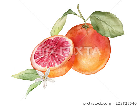 Composition with slice and whole Grapefruit and white flower . Hand drawn watercolor illustration of orange tropical citrus fruit and leaves on isolated background. Half grapefruit with green leaves Composition with slice and whole Grapefruit and white flower . Hand drawn watercolor illustration of orange tropical citrus fruit and leaves on isolated background. Half grapefruit with green leaves 125829546