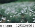 一片模糊、失焦的除蟲菊花田 125829561