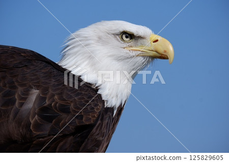 Hakutouwashi的簡介 125829605