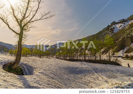 Spring in snowy country: lingering snow and fresh greenery dyed crimson red Spring in snowy country: lingering snow and fresh greenery dyed crimson red 125829755