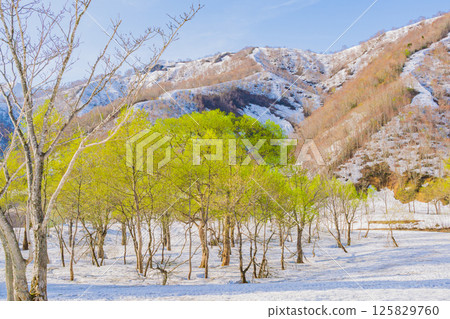 雪國之春：殘雪新綠 125829760