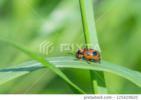 Croutons beetle 125829820
