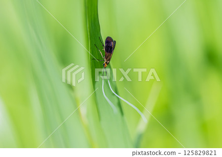 Black hairle 125829821