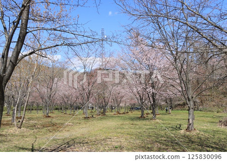 Lake Eniwa Sakura Park 125830096