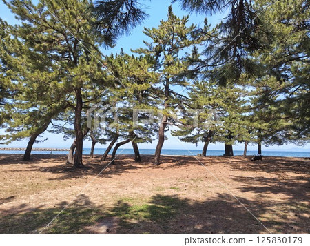 Beautiful pine trees and the ocean in the distance 125830179