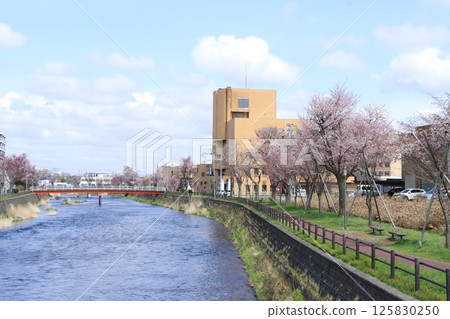 千歲川櫻花線 千歲川櫻花線 125830250