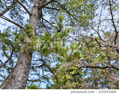 Pine trees and cherry blossoms in the distance against the blue spring sky Pine trees and cherry blossoms in the distance against the blue spring sky 125831000