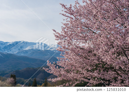 Nodaira's single cherry tree and the Northern Alps, Hakuba Village, Nagano Prefecture Nodaira's single cherry tree and the Northern Alps, Hakuba Village, Nagano Prefecture 125831010