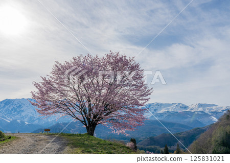長野縣白馬村野平的一株櫻花樹和北阿爾卑斯山 125831021