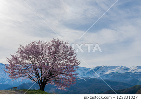 長野縣白馬村野平的一株櫻花樹和北阿爾卑斯山 長野縣白馬村野平的一株櫻花樹和北阿爾卑斯山 125831027