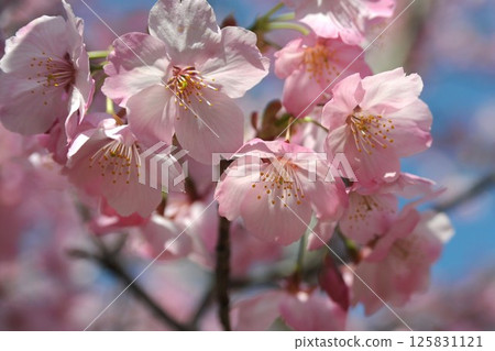 櫻花,櫻花,橫櫻 櫻花,櫻花,橫櫻 125831121