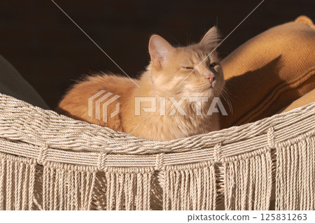 A light, fluffy ginger kitten lounges on a woven hammock, soaking up the spring sun, its fur glistening amidst vibrant blossoms, pure joy in nature 125831263