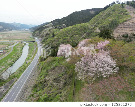 見晴山櫻花鳥瞰圖 125831273