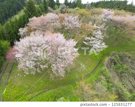 見晴山櫻花鳥瞰圖 125831277