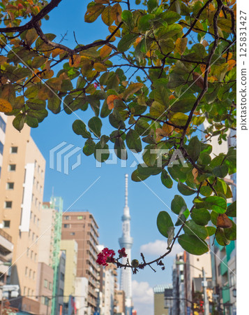 Tokyo Skytree under red flowers and green leaves Tokyo Skytree under red flowers and green leaves 125831427