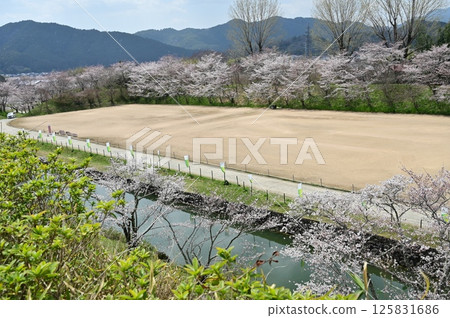 Sannomaru moat and Somei-Yoshino cherry blossoms (Sasayama Castle) 125831686