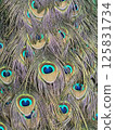 Peacock feathers 125831734