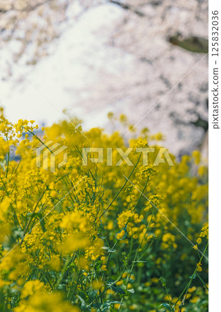 Spring duet: rapeseed field in full bloom 125832036