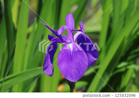 柿子 柿子 125832096