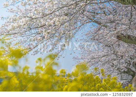春日二重奏：櫻花與油菜花盛開 125832097