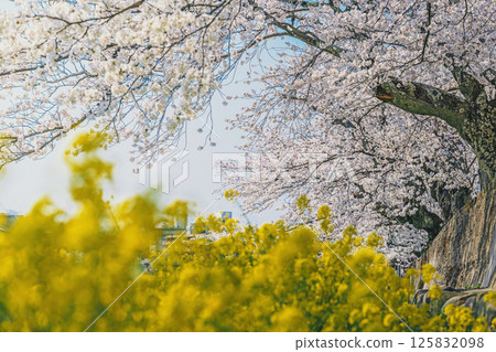 Spring duet: cherry blossoms and rape blossoms in full bloom 125832098