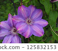 Clematis 125832153