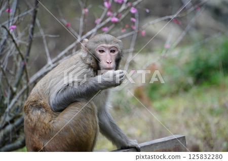 Monkey in Nature , Various Poses and Expressions 125832280