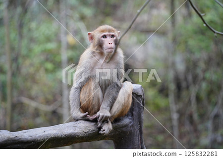 Monkey in Nature , Various Poses and Expressions Monkey in Nature , Various Poses and Expressions 125832281