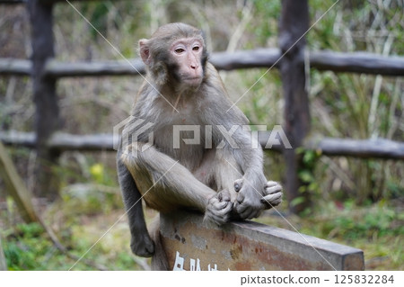Monkey in Nature , Various Poses and Expressions Monkey in Nature , Various Poses and Expressions 125832284